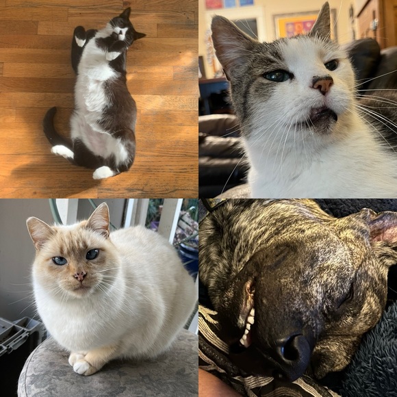 🔖🚨🚨 Haley is LIVE! Come join in the fun! SHOW NOTES! 🚨🚨 - Picture 3 of 3